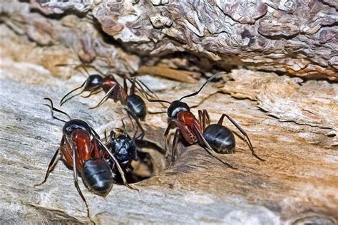 夢見很多螞蟻是幾號